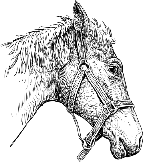 Hand drawn horse vector set 01 horses hand-draw hand drawn hand   