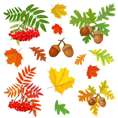 Autumn leaves with fructification vector leave fructification autumn leaves autumn   