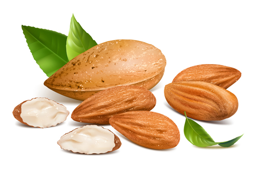 Big almonds vector graphics graphics Almonds   