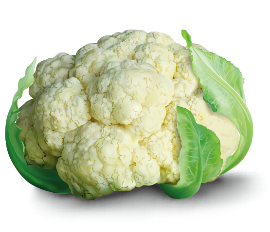 Realistic cauliflower vector material vector material realistic cauliflower   