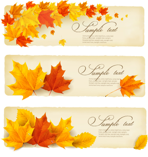 Maple leaves banner autumn vector maple leaves banner   