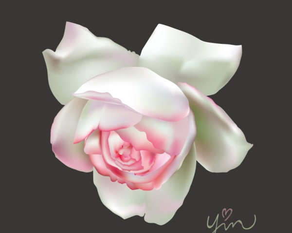 Pink with white rose beautiful vector white rose pink beautiful   