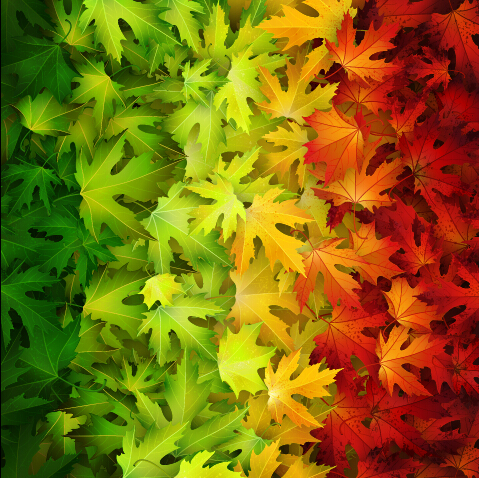 Realistic autumn leaves pattern vector graphics 04 realistic pattern autumn leaves autumn   