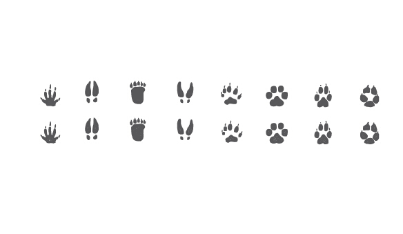 Different animal footprint vector graphics footprint different Animal   