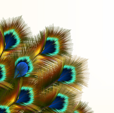 Beautiful peacock feathers background graphics 01 peacock feathers beautiful background   