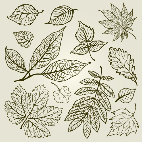 Hand drawn Autumn Leafs vector leaf hand-draw hand drawn autumn   