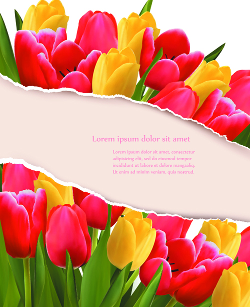 Vivid Tulips backgrounds vector 03 tulips backgrounds background   