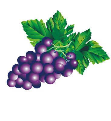 Juicy fresh grapes design vector set 01 juicy grapes fresh   