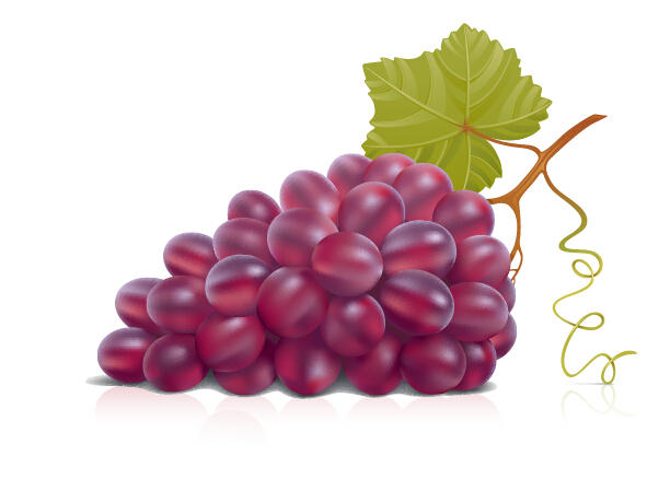 Juicy fresh grapes design vector set 02 juicy grapes fresh   