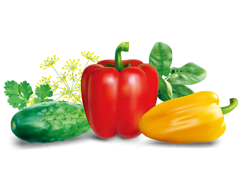 Realistic peppers and cucumbers vector realistic pepper cucumbers Cucumber   