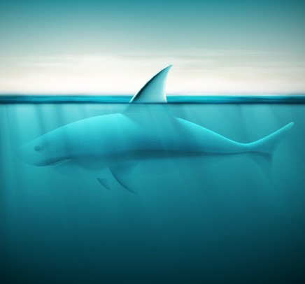 Realistic shark design vector vector shark realistic   