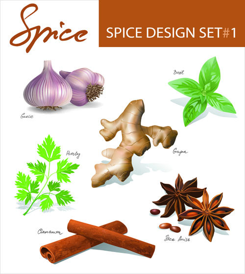 Different spices design set vector 01 spices different   