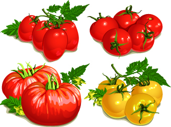 Colored Tomato vector vector tomato colored   