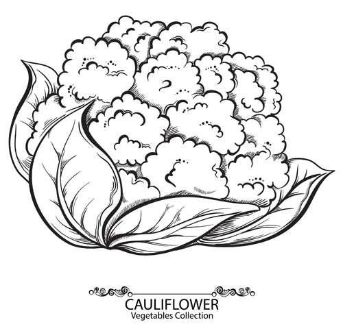 Hand drawn cauliflower vegetables vector material vegetables hand drawn design cauliflower   