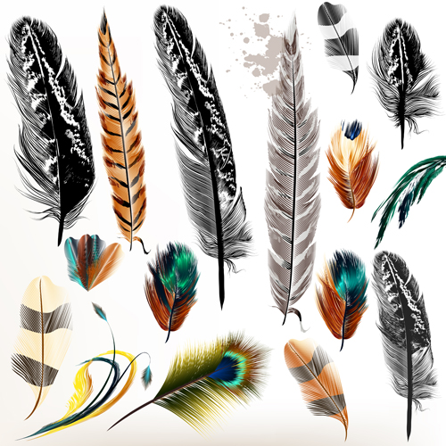 Different colorful feathers vector material feathers different colorful   