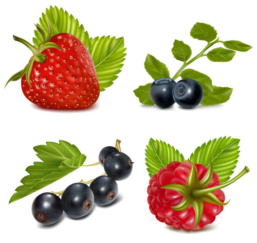 Set of Fresh Berries vector 02 fresh berries   