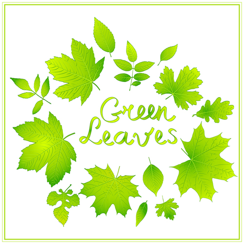 Shiny green leaves vector background shiny green leaves background   