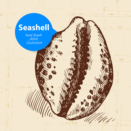 Set of seashell hand drawn vectors material 19 seashell hand drawn   