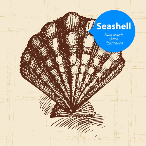 Set of seashell hand drawn vectors material 16 seashell hand drawn   