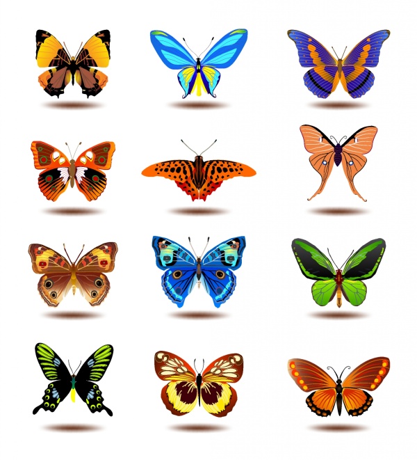 Beautiful butterflies vectors set butterflies beautiful   