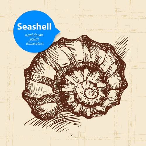 Set of seashell hand drawn vectors material 13 seashell hand drawn   
