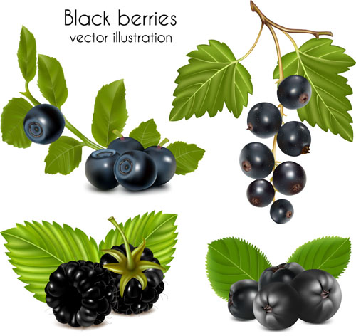 Set of Fresh Berries vector 04 fresh berries   