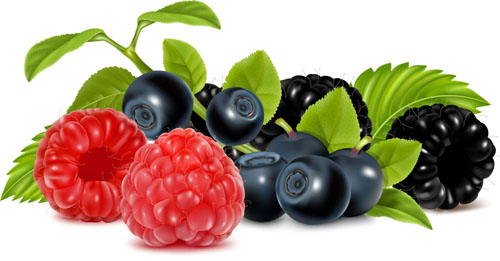 Set of Fresh Berries vector 05 fresh berries   