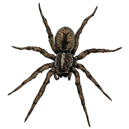 Realistic spider vector material 04 spider   