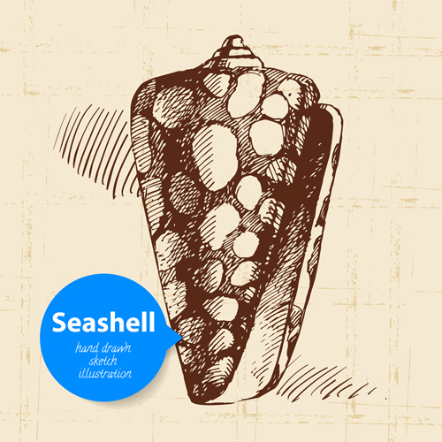 Set of seashell hand drawn vectors material 15 seashell hand drawn   