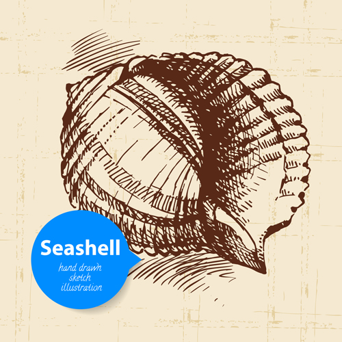 Set of seashell hand drawn vectors material 14 seashell hand drawn   