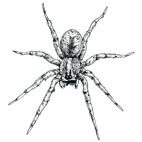 Realistic spider vector material 03 spider   