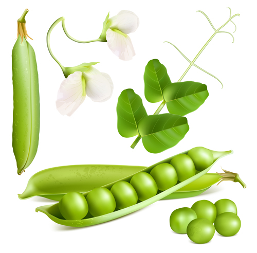 Peas with flower design vector Peas flower   