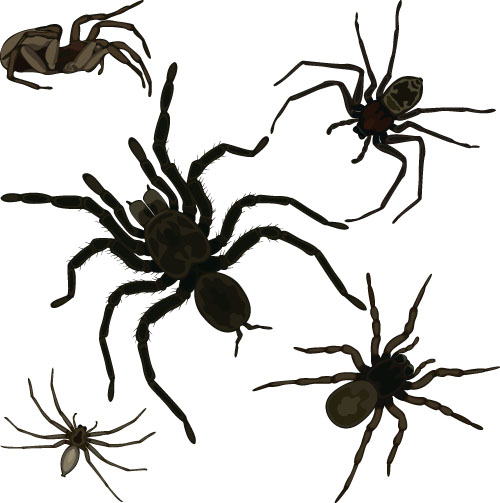 Realistic spider vector material 02 spider   