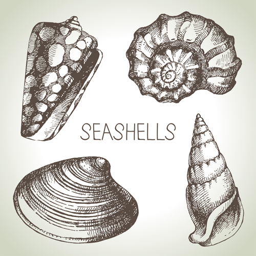 Set of seashell hand drawn vectors material 01 shell seashell material hand drawn   