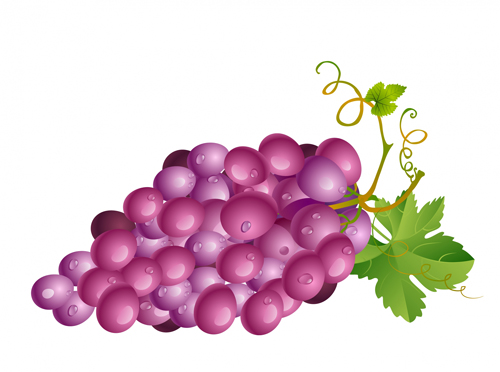 Vector Juicy grapes design graphic set 08 juicy grapes   