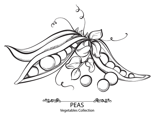 Hand drawn peas vegetables vector material vegetables Peas hand drawn   