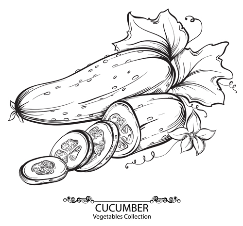 Hand drawn cucumber vegetables vector material vegetables hand drawn Cucumber   