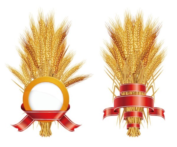 Golden Wheat with Ribbon vector   