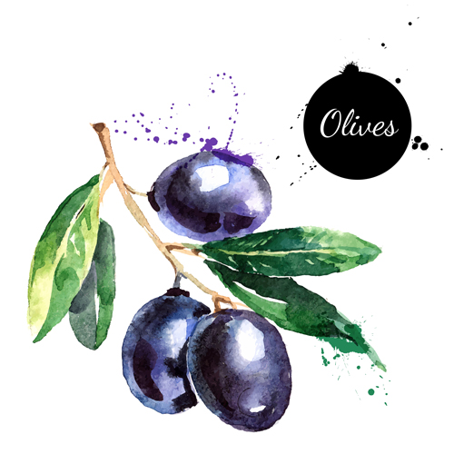 Creative olives watercolor vector design watercolor olive creative   