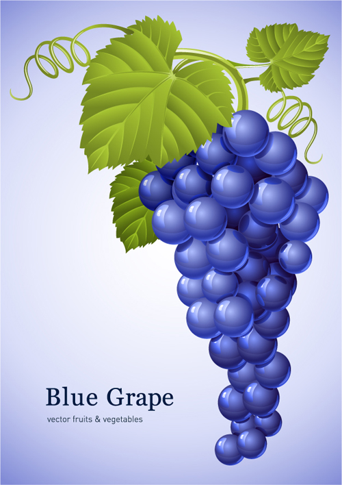 Vector Juicy grapes design graphic set 03 juicy grapes   