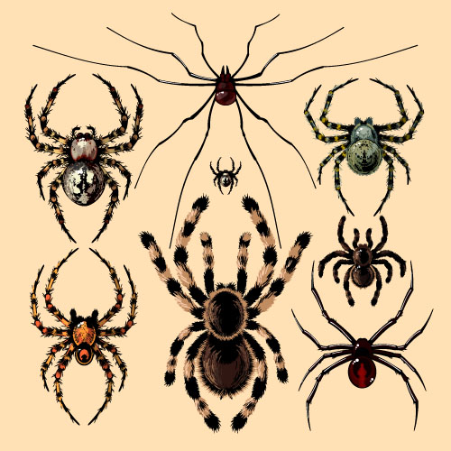 Realistic spider vector material 05 spider   