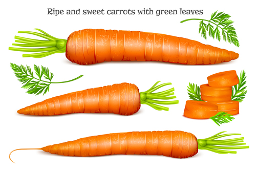 Ripe carrots with green leaves vector Ripe green leaves carrots   