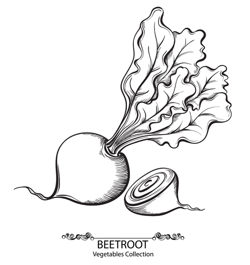 Hand drawn beetroot vegetables vector material vegetables hand drawn beetroot   