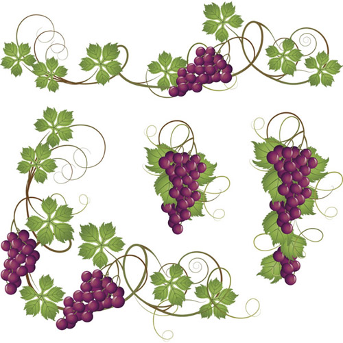 Vector Juicy grapes design graphic set 07 juicy grapes   