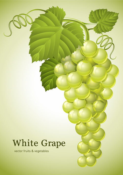 Vector Juicy grapes design graphic set 02 juicy grapes   