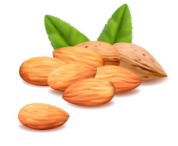 Delicious almonds vector graphics 01 Delicious Almonds   