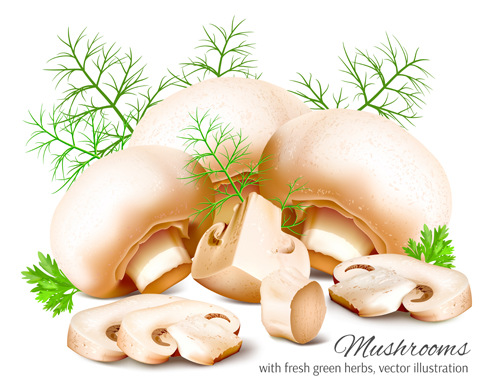 Realistic mushrooms vector material realistic mushrooms   