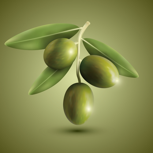 Green olives vector material olives green   