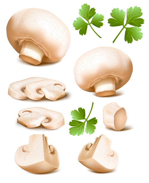 Mushrooms with coriander leaves vector mushrooms leaves coriander   