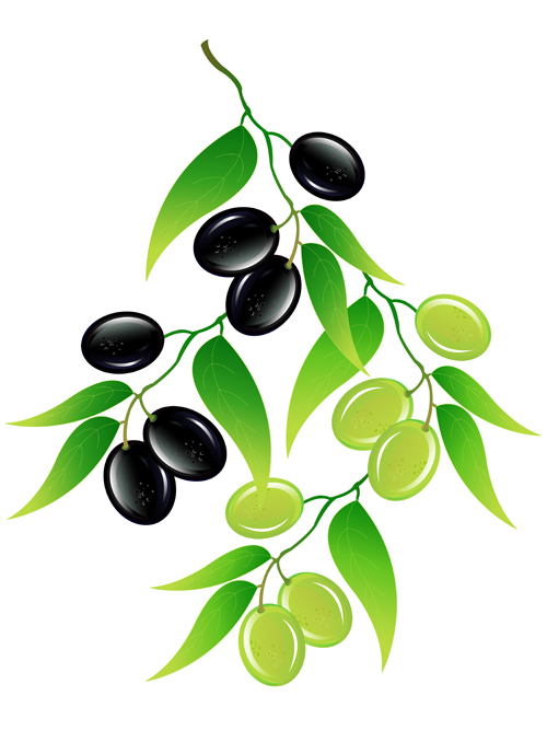 Vector olive art background set 08 olive background   